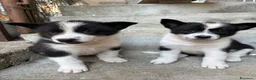 Cane da Orso della Carelia cani in vendita: Karelian Bear Dog  a Provincia del Verbano-Cusio-Ossola - Annuncio 7
