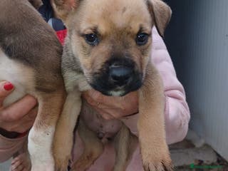 Meticcio cani IL DOLCE MUFFIN - Annuncio 15