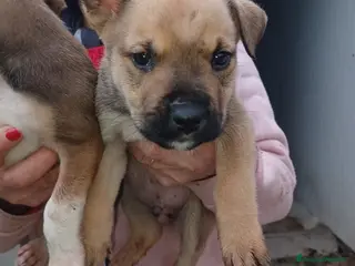 Meticcio cani IL DOLCE MUFFIN - Annuncio 27