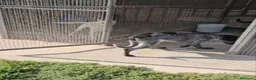 Meticcio cani in regalo: Gioia: cucciolona equilibrata e socievole  - Annuncio 2