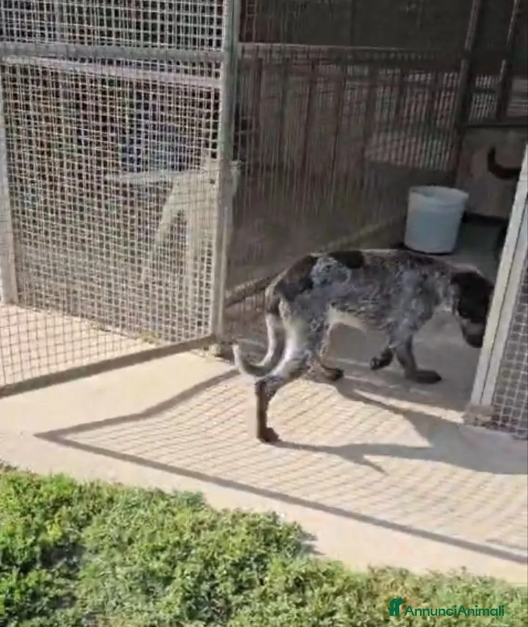 Meticcio cani in regalo: Gioia: cucciolona equilibrata e socievole  - Annuncio 2