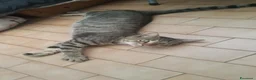 Meticcio gatti in regalo: pedro a Città Metropolitana di Torino - Annuncio 1
