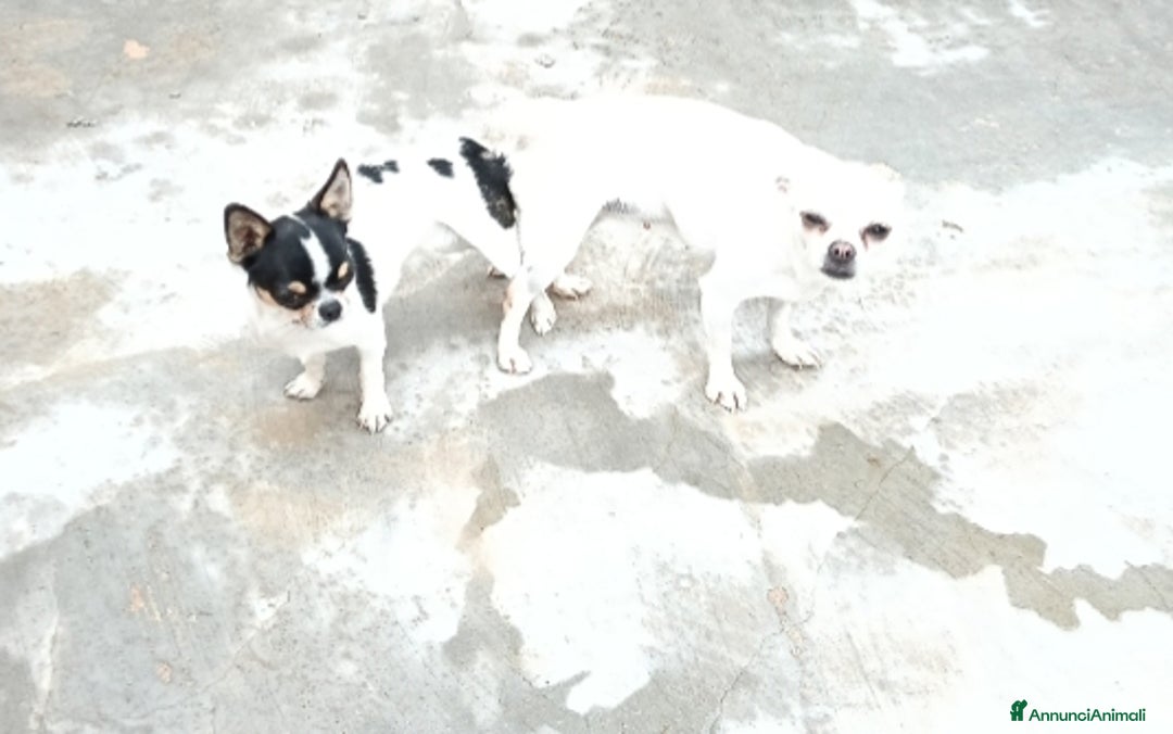 Chihuahua cani in vendita: Maschio di un anno e mezzo  - Annuncio 6