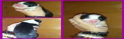 Border Collie cani in vendita: Cuccioli border collie  - Annuncio 2