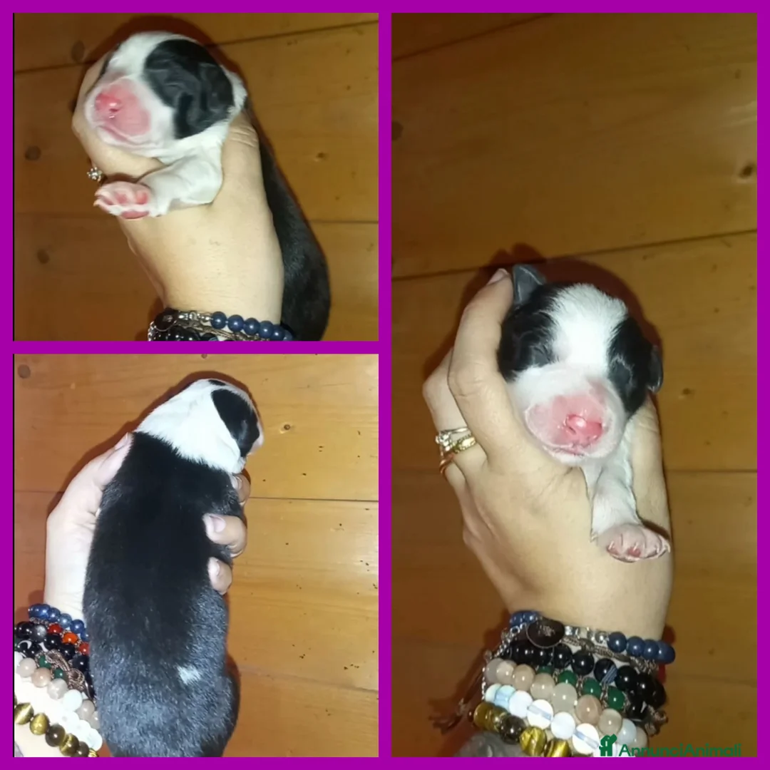 Border Collie cani in vendita: Cuccioli border collie  - Annuncio 2