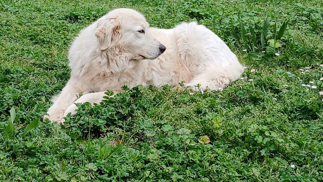 Meticcio cani in regalo: CAMILLA HA BISOGNO DI TE - Annuncio 3