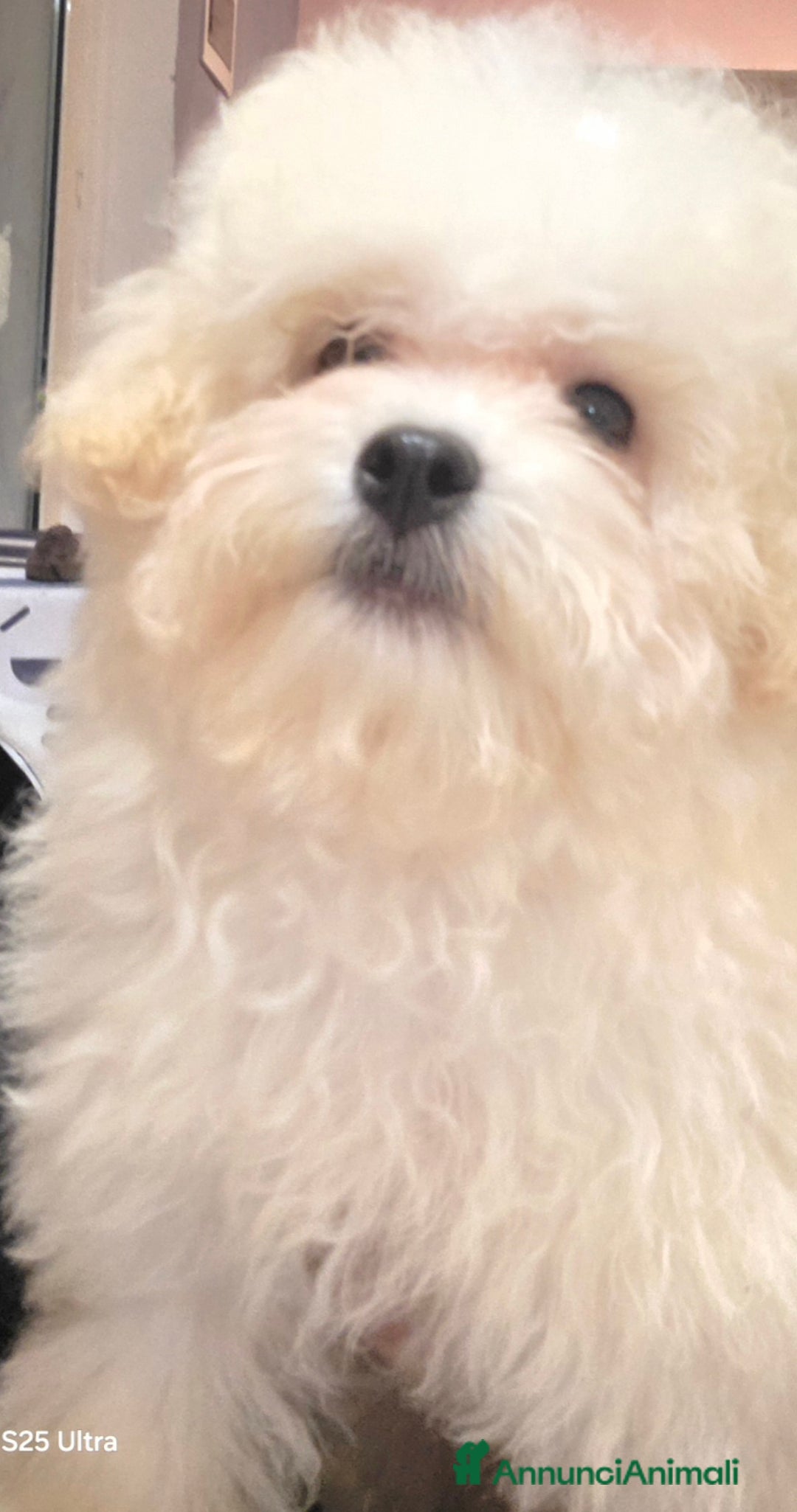 Meticcio cani in vendita: Maltipoo toy - Annuncio 5