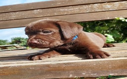 Labrador cani in vendita: Cuccioli Labrador Chocolate con pedigree enci a Metropolitan City of Rome Capital - Immagine 4