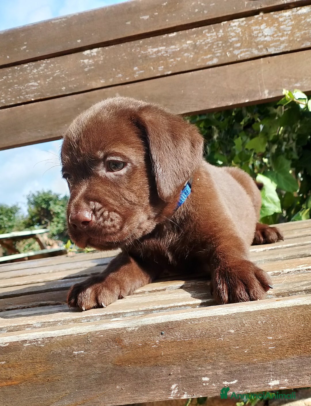 Labrador cani in vendita: Cuccioli Labrador Chocolate con pedigree enci a Metropolitan City of Rome Capital - Immagine 4