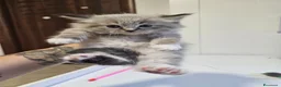 Siberiano gatti in vendita: Gattini siberiani ipoallergenici  - Annuncio 15