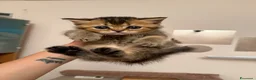 Scottish gatti in vendita: Gattini Scottish  - Annuncio 4