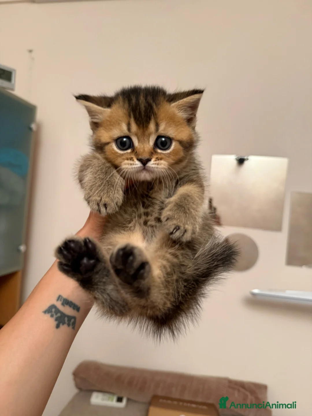 Scottish gatti in vendita: Gattini Scottish  - Annuncio 4