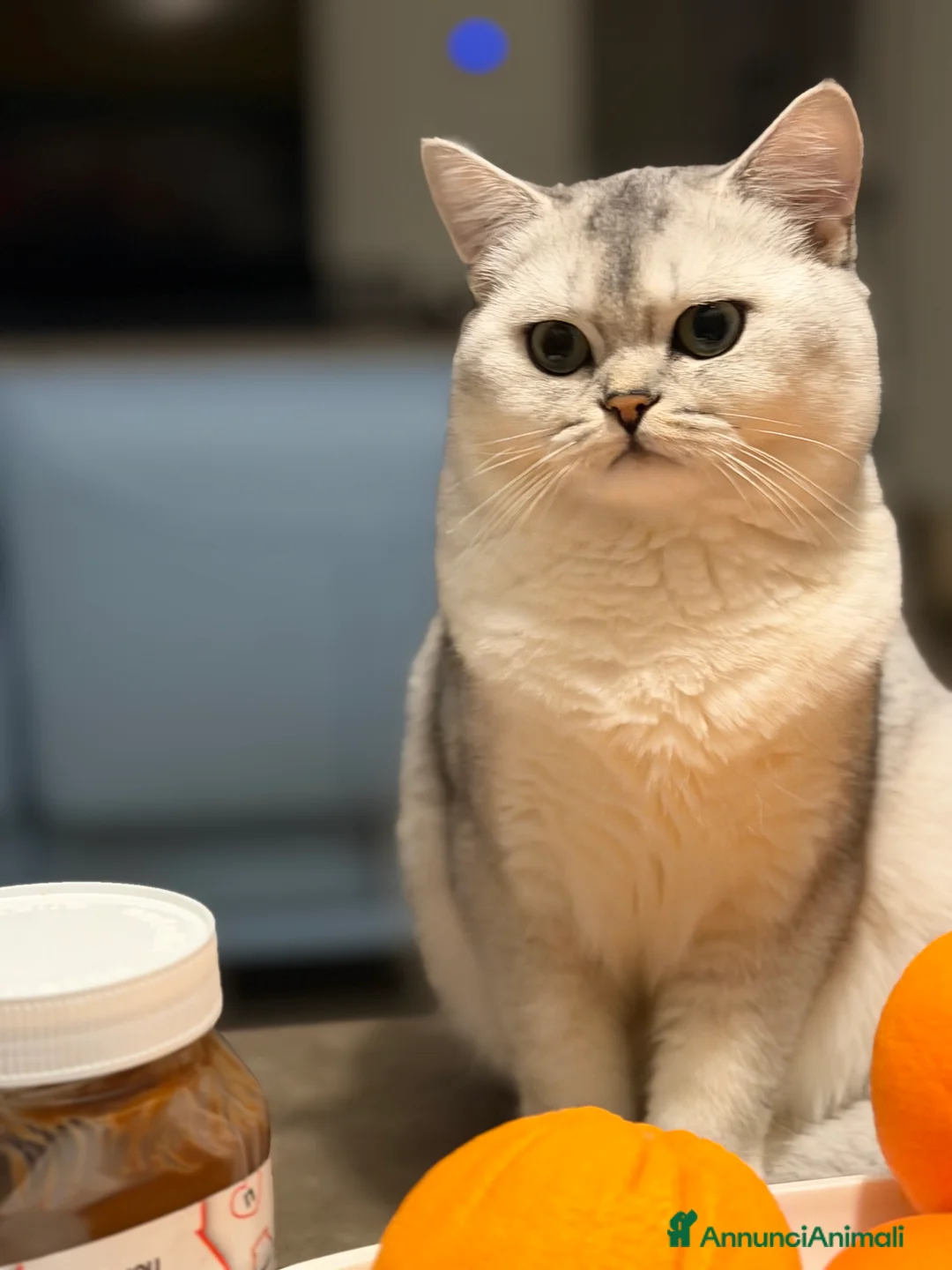 Scottish gatti in vendita: Scottish Straight  - Annuncio 9