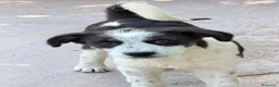 Meticcio cani in regalo: Sky 4 mesi a Provincia di Como - Annuncio 5