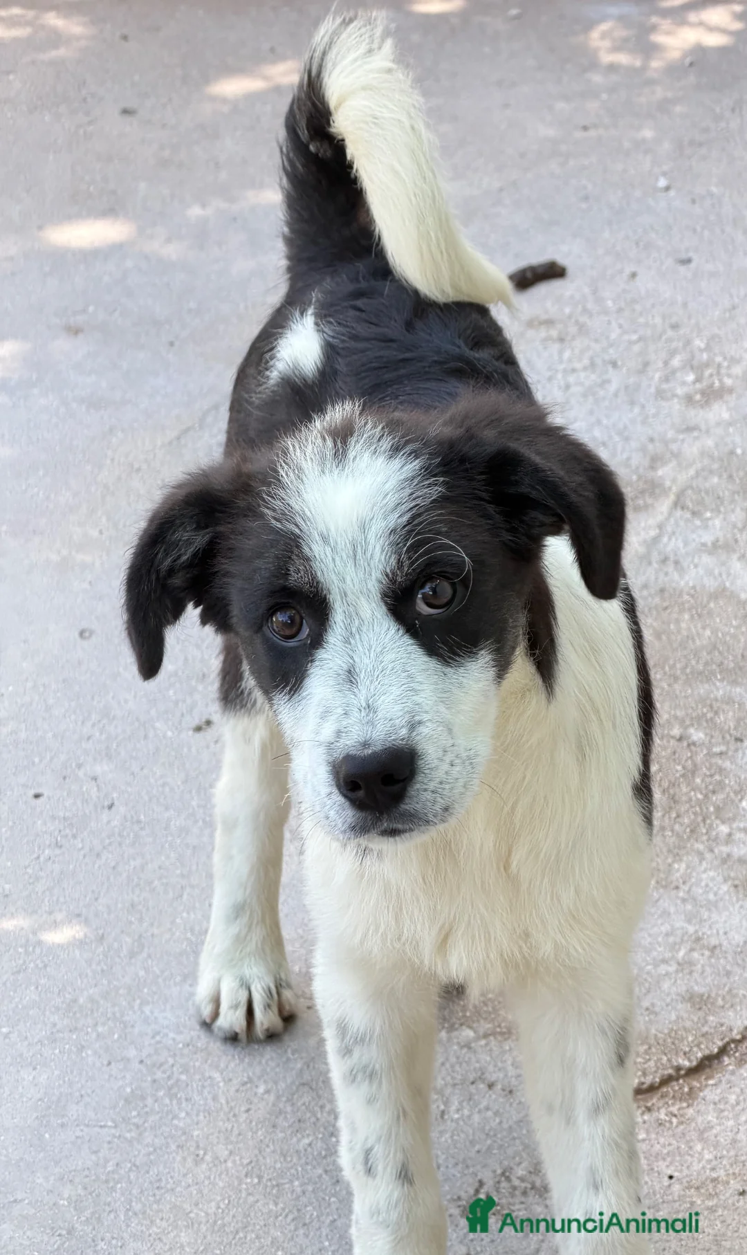 Meticcio cani in regalo: Sky 4 mesi a Provincia di Como - Annuncio 5