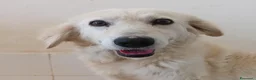 Meticcio cani in regalo: Fortuna  - Annuncio 1