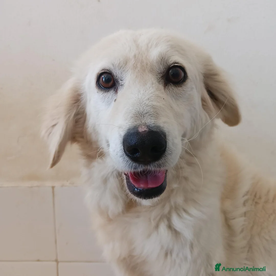 Meticcio cani in regalo: Fortuna  - Annuncio 1
