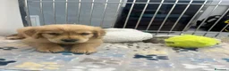 Golden Retriever cani in regalo: Cuccioli di Golden Retriever  a Città Metropolitana di Torino - Annuncio 3