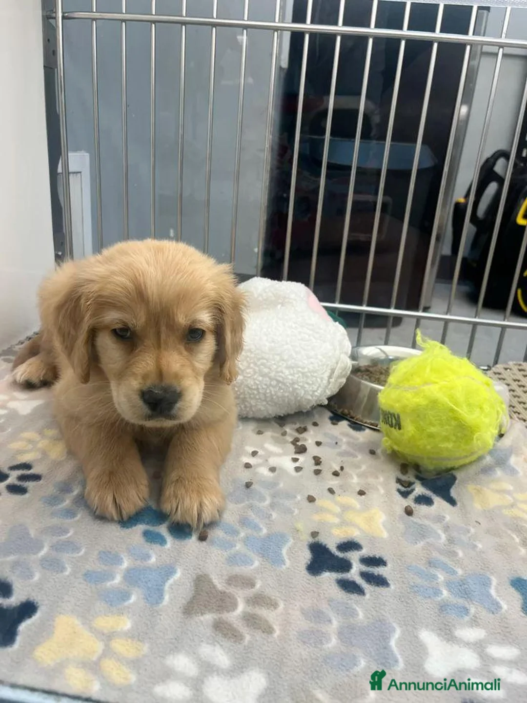 Golden Retriever cani in regalo: Cuccioli di Golden Retriever  a Città Metropolitana di Torino - Annuncio 3