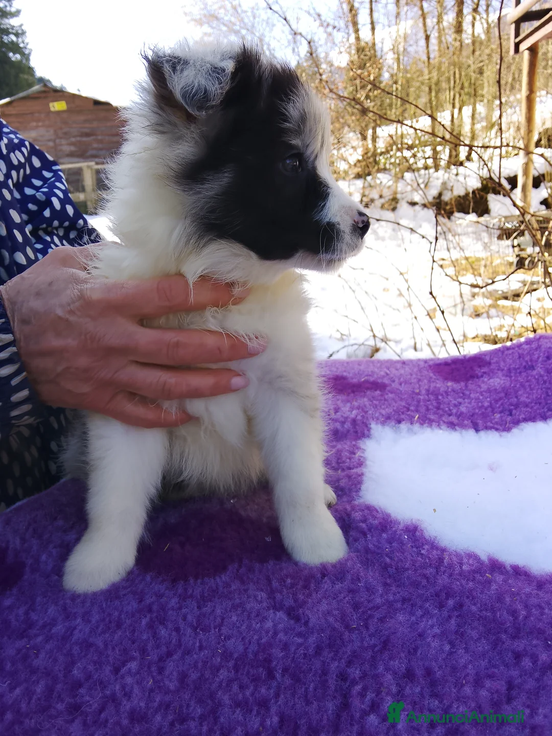 Border Collie cani in vendita: Border collie femmina Blue merle - Annuncio 4