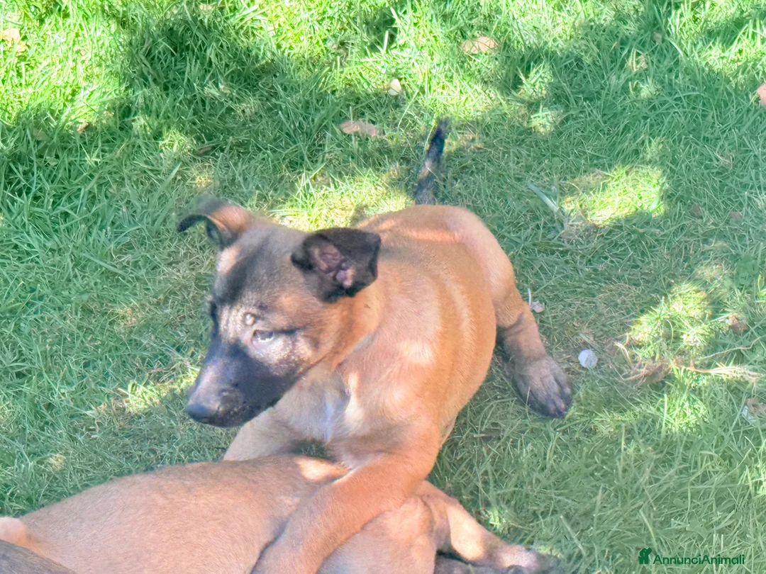 Pastore Belga cani in vendita: Pastore belga  - Annuncio 11