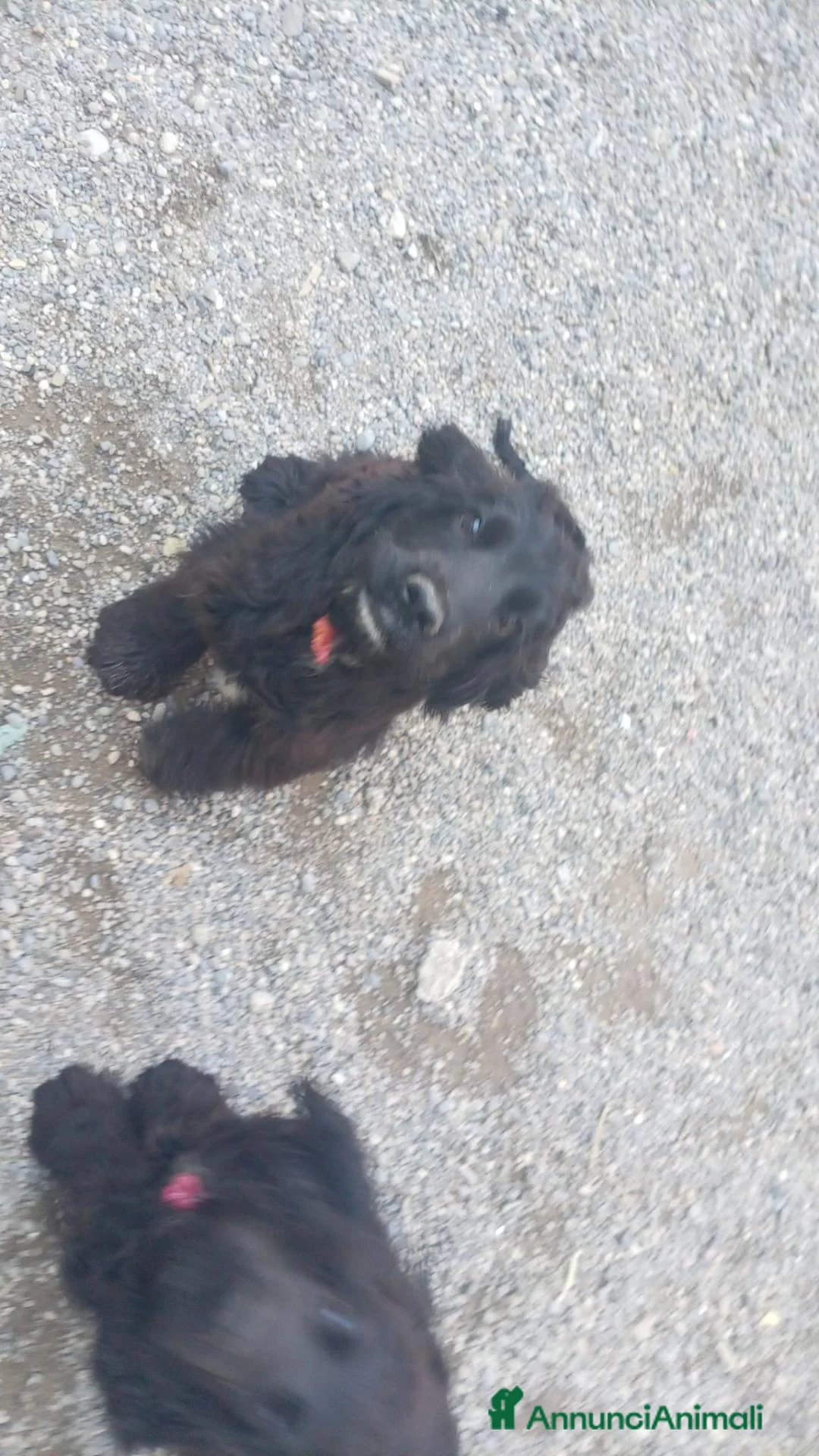 Meticcio cani in vendita: Si può subito contattare al WhatsApp  - Annuncio 2