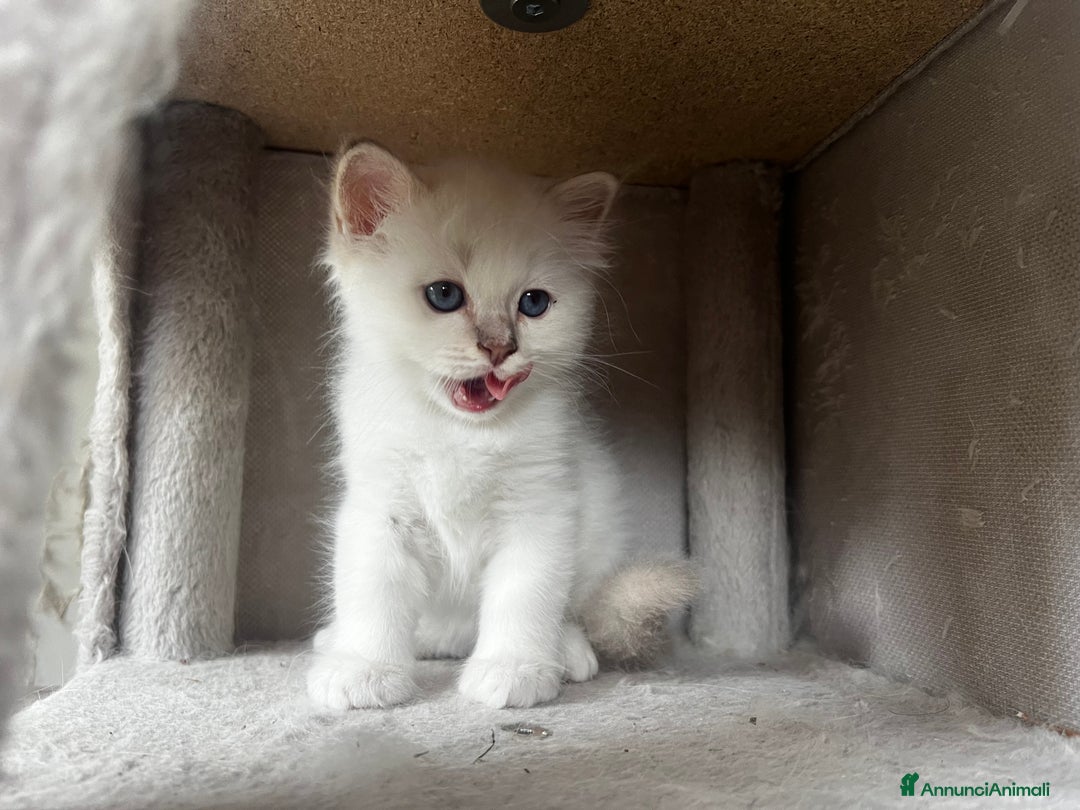 Sacro di Birmania gatti in vendita: Cucciolo sacro di Birmania  a Città metropolitana di Roma Capitale - Immagine 4
