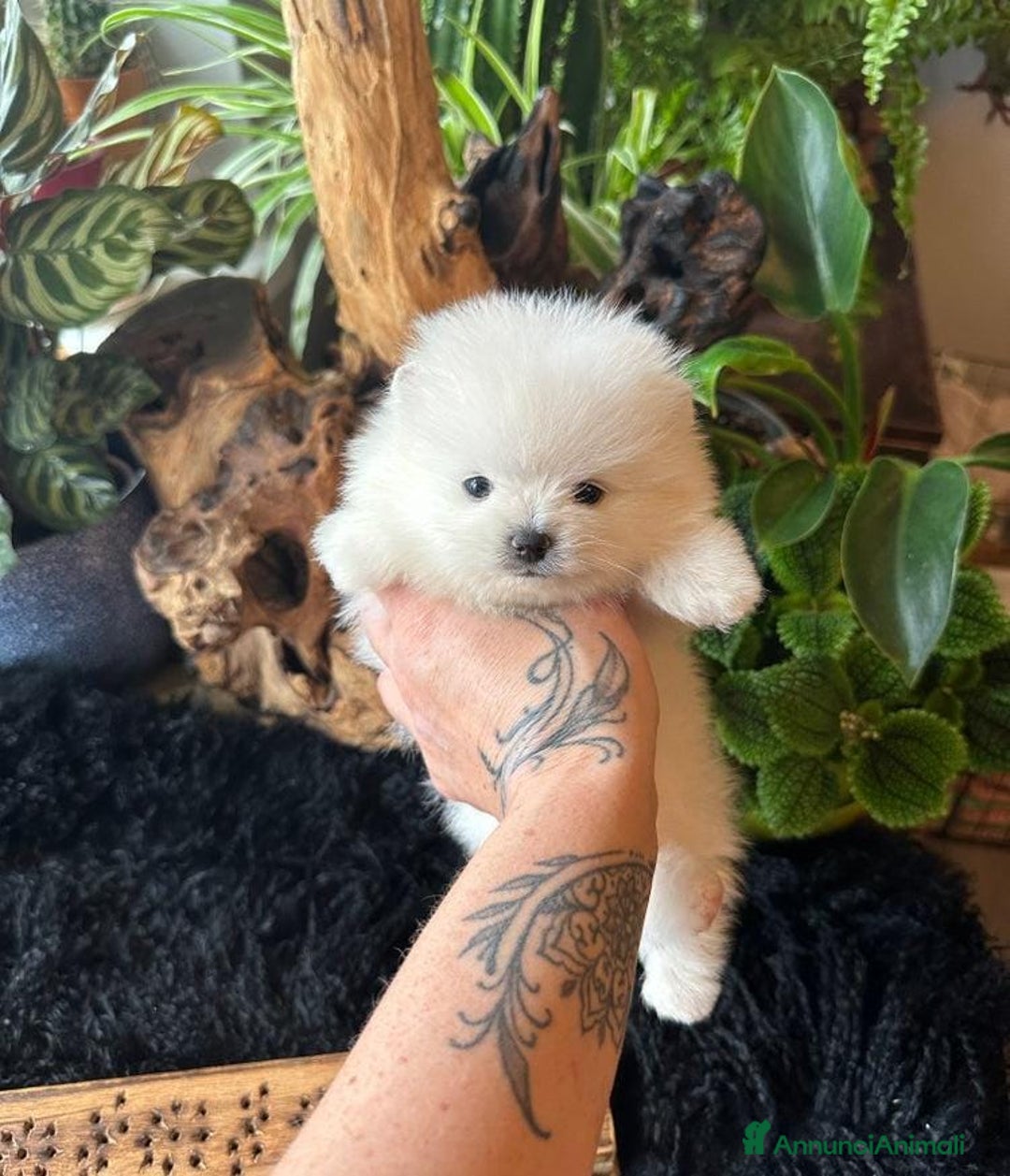 Volpino Pomerania cani in vendita: Cuccioli di Pomerania - Annuncio 1