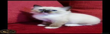 Ragdoll 1