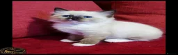 Ragdoll gatti in vendita: ragdoll con pedegree  a Provincia di Cremona - Annuncio 2