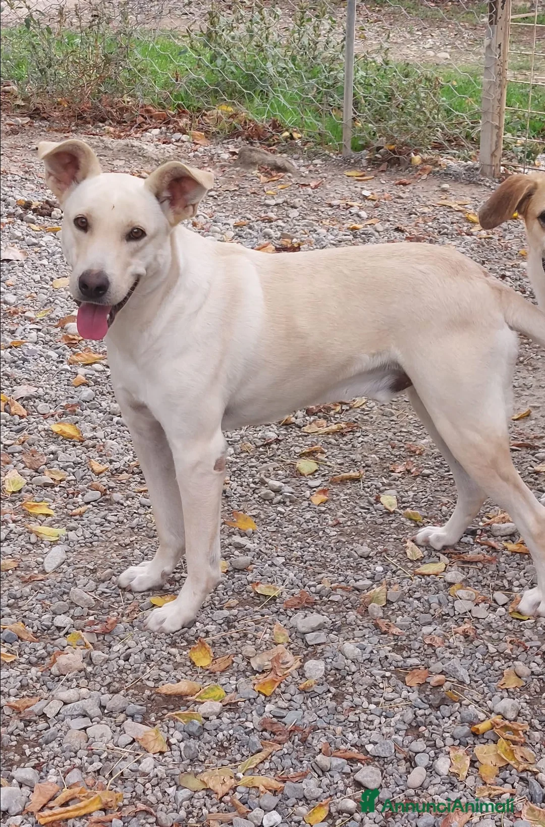 Meticcio cani in regalo: Leone affettuoso socievole - Annuncio 2