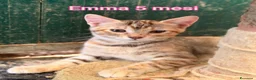Altre razze gatti in regalo: MICINI, URGENTE: TEMPO SCADUTO  a Provincia di Arezzo - Annuncio 4