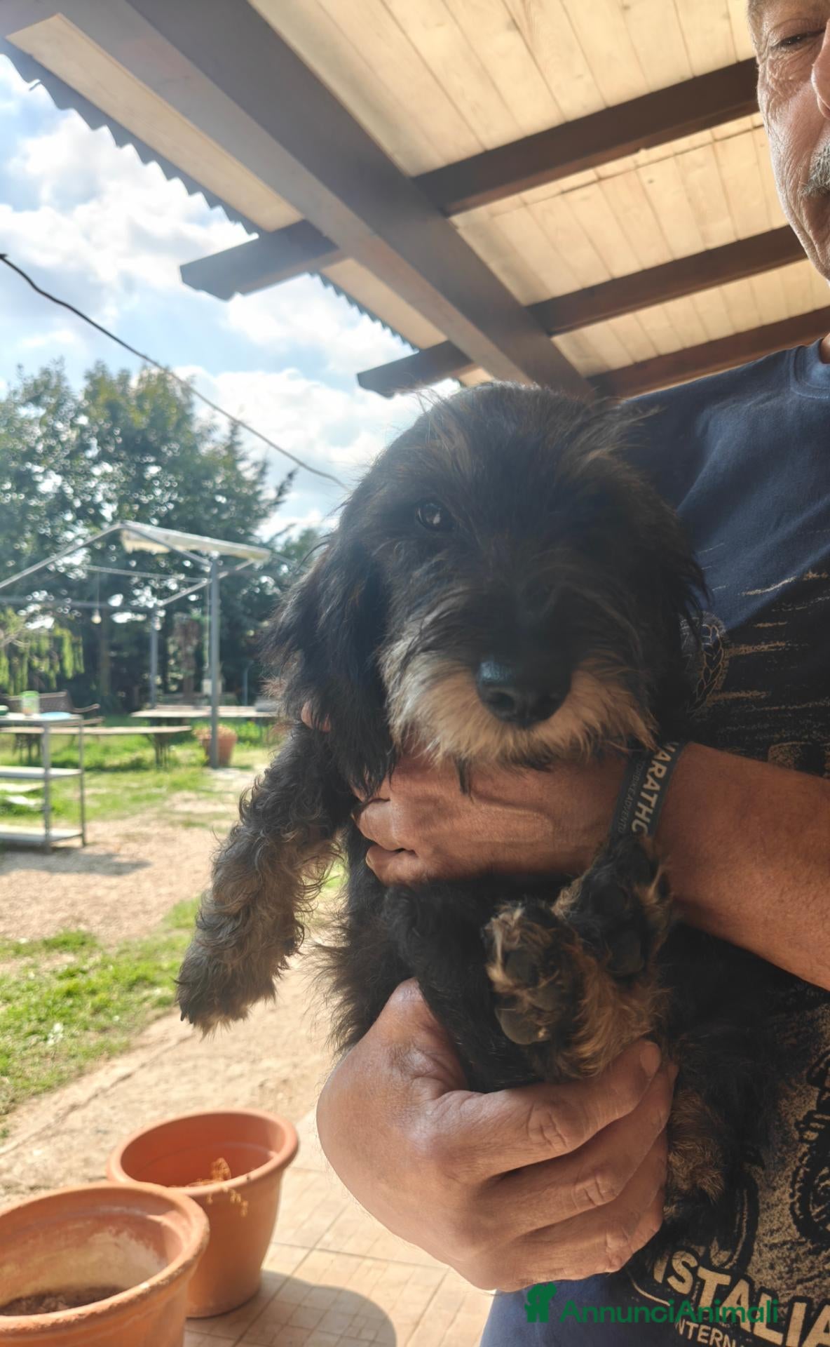 Bassotto Nano cani Ultima cucciola di bassotto a pelo duro - Annuncio 1