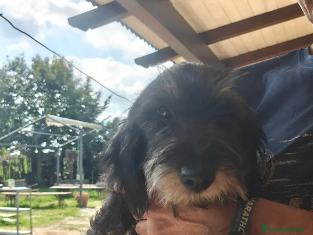 Bassotto Nano cani in vendita: Ultima cucciola di bassotto a pelo duro - Annuncio 1