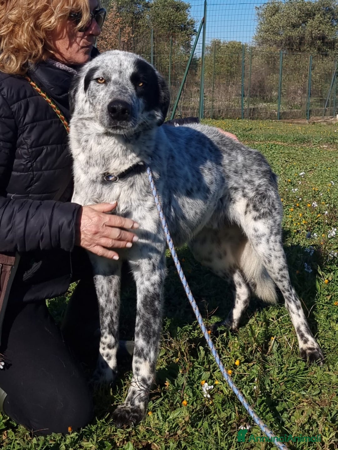 Meticcio cani in regalo: Furia, un allegro cucciolone  a Città Metropolitana di Bari - Immagine 8