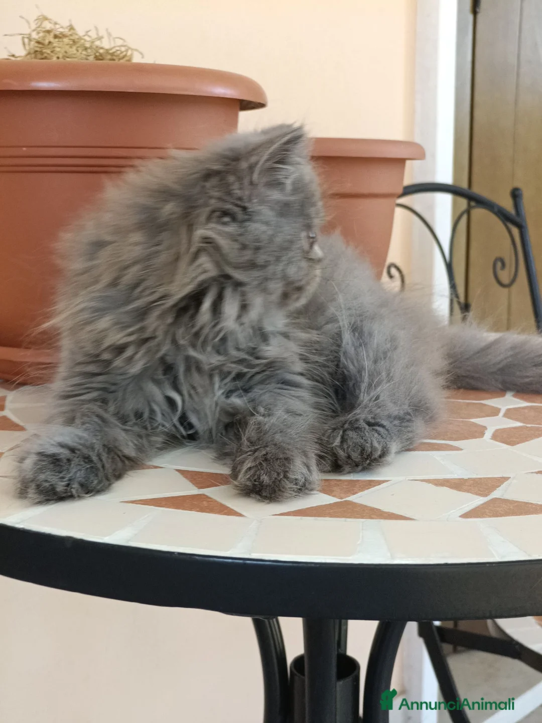 Persiano gatti in vendita: Matisse  - Annuncio 6