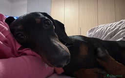 Bassotto cani per accoppiamento: Bassotta Kaninchen cerca bassotto a Provincia di Terni - Immagine 2