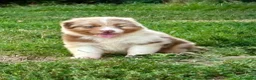 Australian Shepherd cani in vendita: Pastore australiano cuccioli  - Annuncio 5