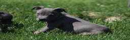 Pitbull cani in vendita: Cucciolo Pit Bull Blue con pedigree anche a rate - Annuncio 12