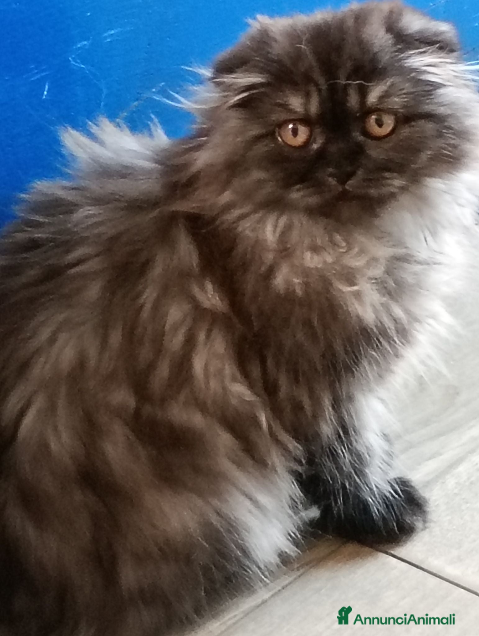 Scottish gatti Gattine Scottish longhair  - Annuncio 16