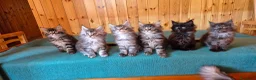 Maine Coon gatti in vendita: Maincoons cuccioli - Annuncio 5