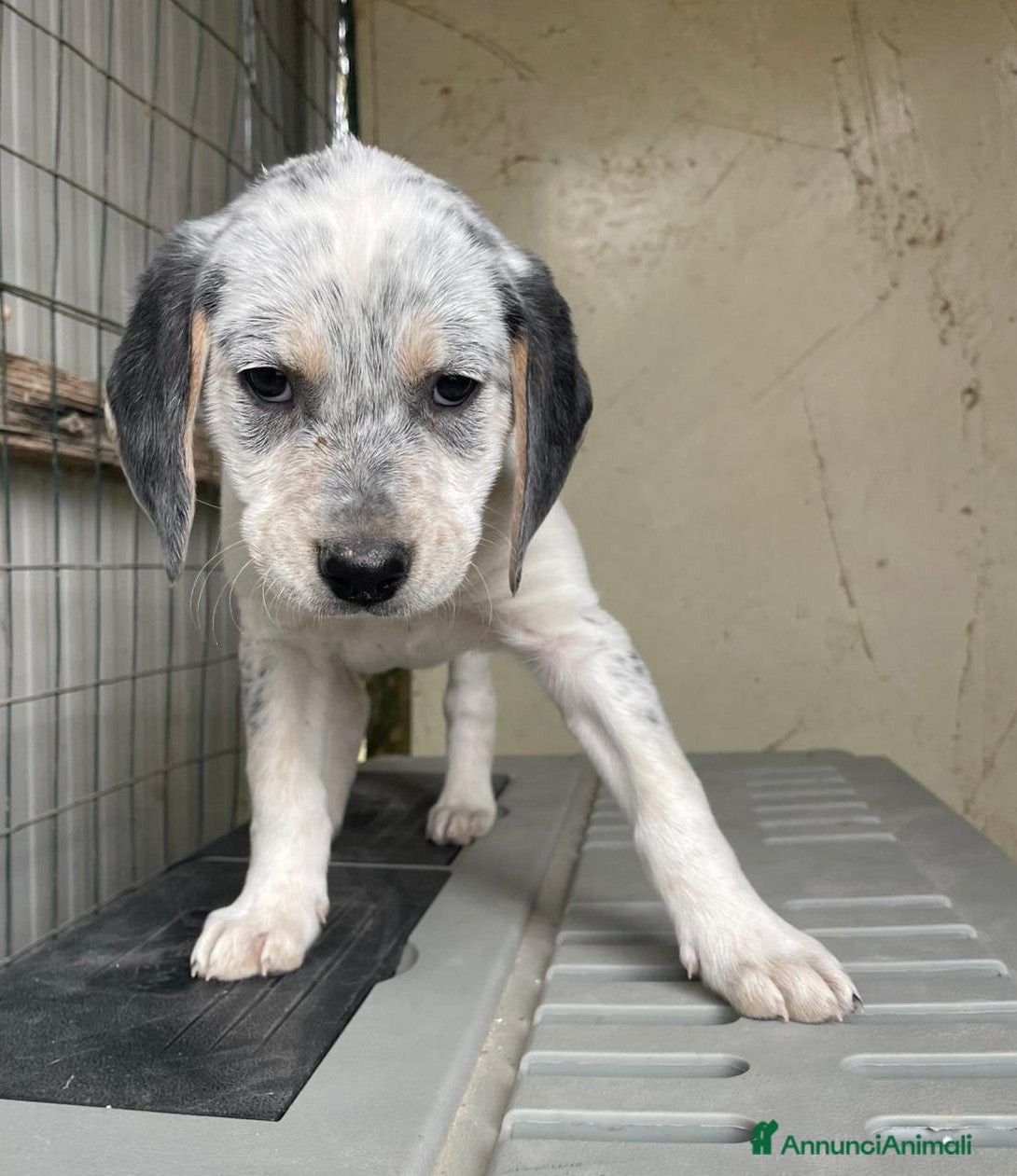 Meticcio cani LA SPLENDIDA SIRYA - Annuncio 9