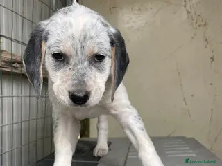 Meticcio cani LA SPLENDIDA SIRYA - Annuncio 9