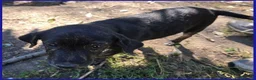 Meticcio cani in regalo: TIZZO 4mesi sopravvisuto alle fiamme - Annuncio 3