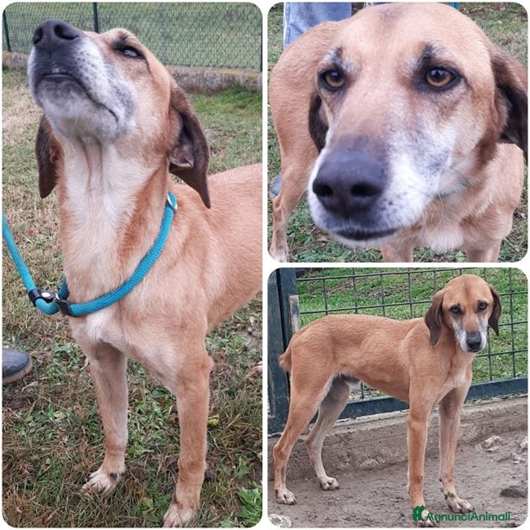 Meticcio cani in regalo: SANDRINO 5anni dolce simpaticone! - Annuncio 1