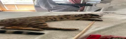 Bengala gatti in vendita: Gatto bengala a Provincia di Varese - Annuncio 4