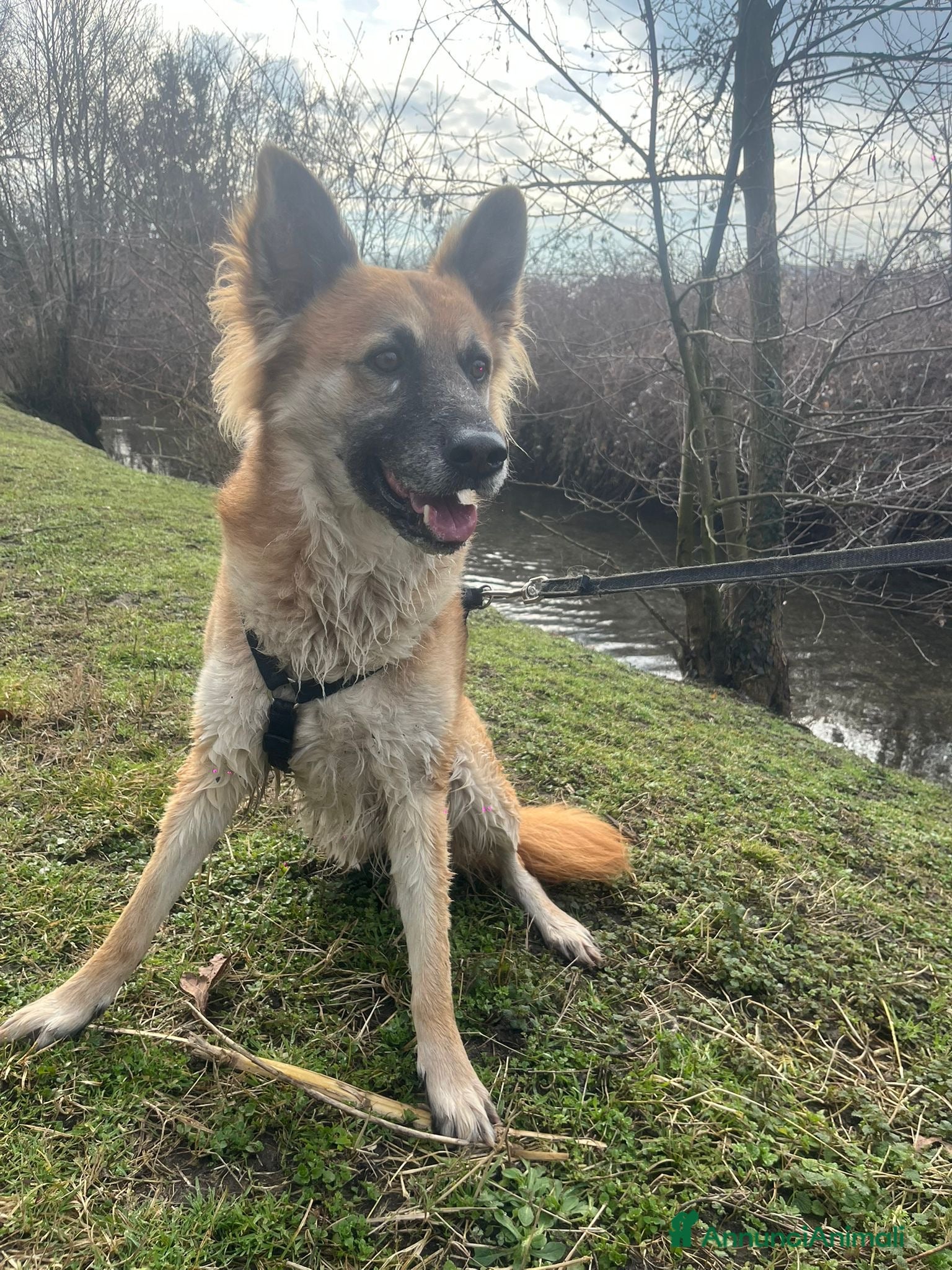 Meticcio cani CHANO 💙-nessuno dovrebbe aspettare così a lungo😢 - Annuncio 4