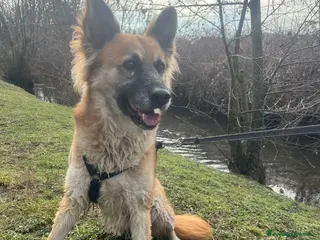Meticcio cani CHANO 💙-nessuno dovrebbe aspettare così a lungo😢 - Annuncio 4