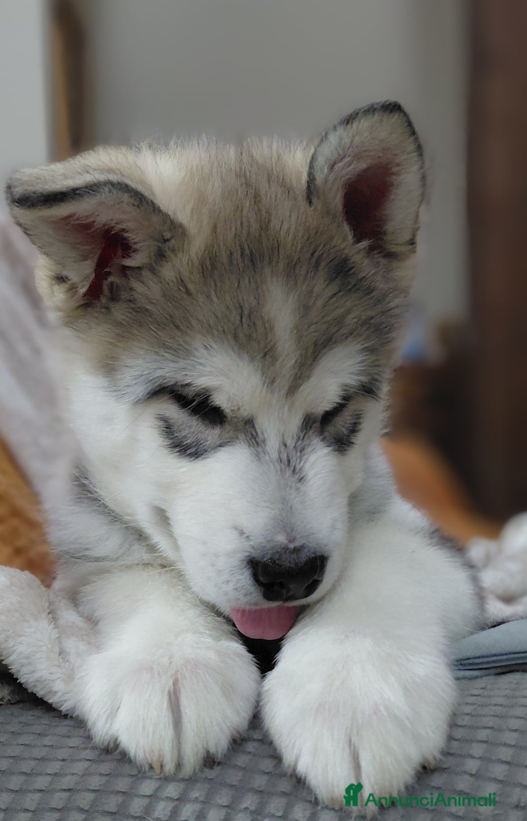 Alaskan Malamute cani in vendita: Cucciola di Alaskan Malamute - Annuncio 9