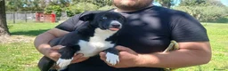 Meticcio cani in regalo: GEORGE CERCA LA SUA MAMMA E IL SUO PAPA' - Annuncio 3